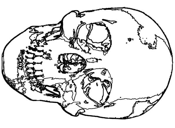 skull